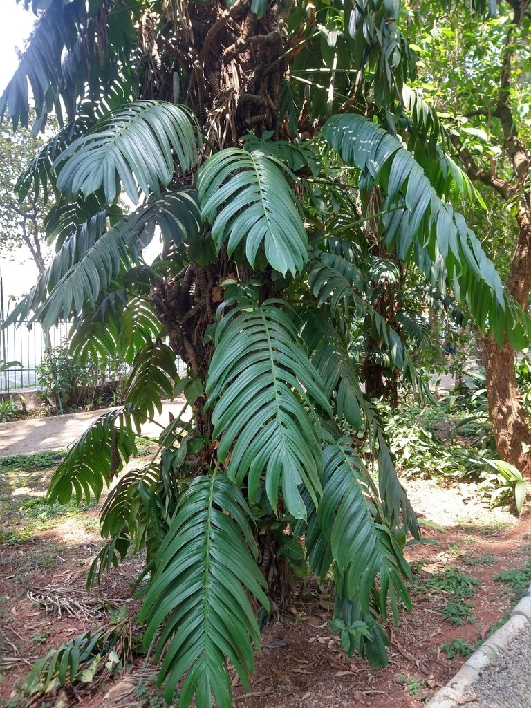 Rhaphidophora decursiva, photographed by Bruno Henrique Aranda