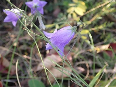 Campanula petiolata, photographed by Mary Krieger
