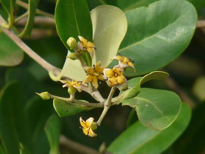 Avicennia officinalis, photographed by Dinesh Valke