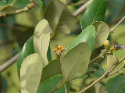 Avicennia officinalis, photographed by Dinesh Valke