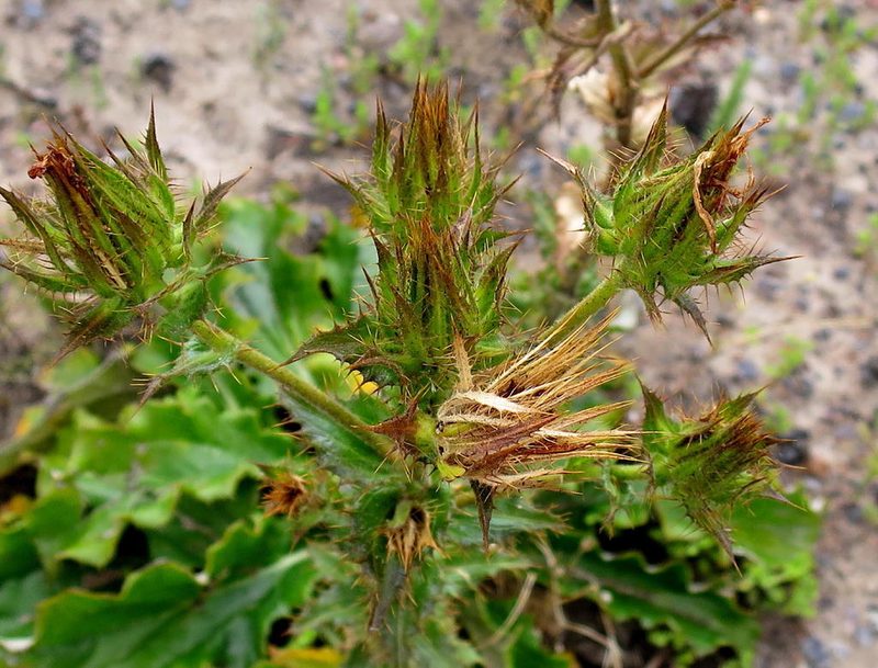 Berkheya carlinoides, photographed by Di Turner