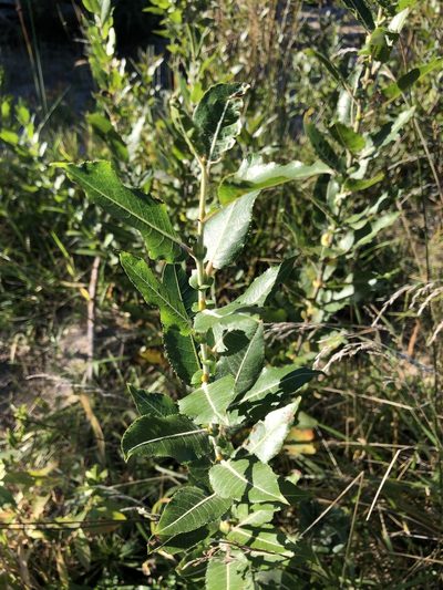 Salix cordata, photographed by Andrew Sebastian