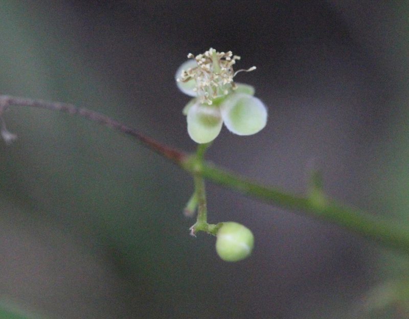 Tetracera sarmentosa, photographed by Agnes Trekker