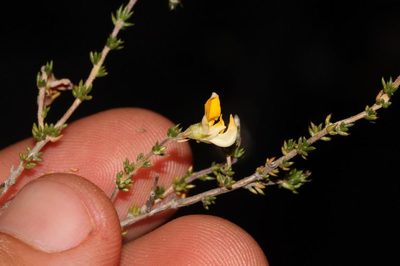 Aspalathus rostripetala, photographed by Brian du Preez