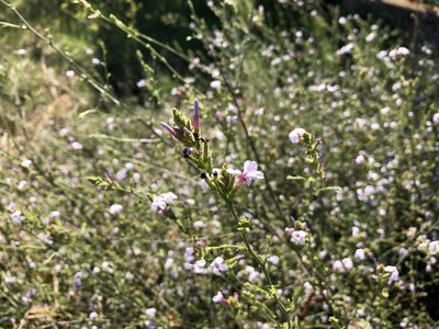 Plumbago europaea, photographed by Pavel Kacl
