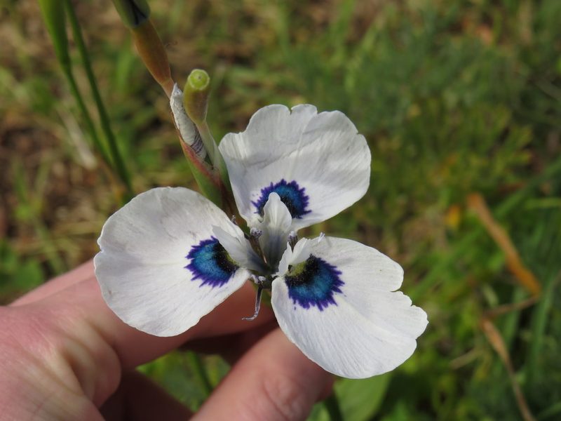 Moraea aristata, photographed by Jeremy Gilmore