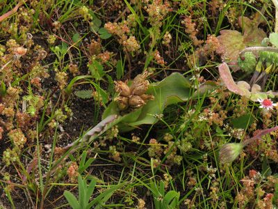 Lachenalia reflexa, photographed by Jeremy Gilmore