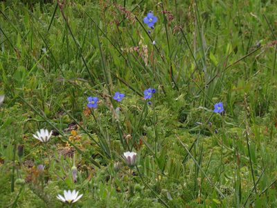 Heliophila africana, photographed by Jeremy Gilmore