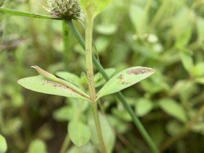 Lindernia dubia, photographed by Carrie Seltzer