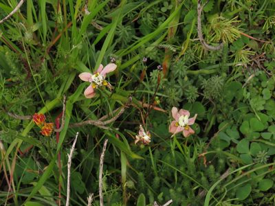 Moraea gawleri, photographed by Jeremy Gilmore