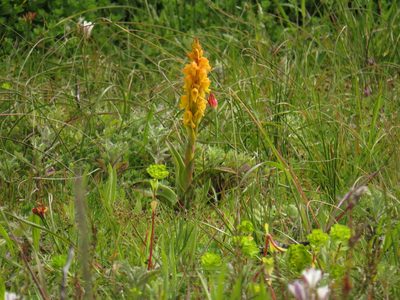 Satyrium coriifolium, photographed by Jeremy Gilmore