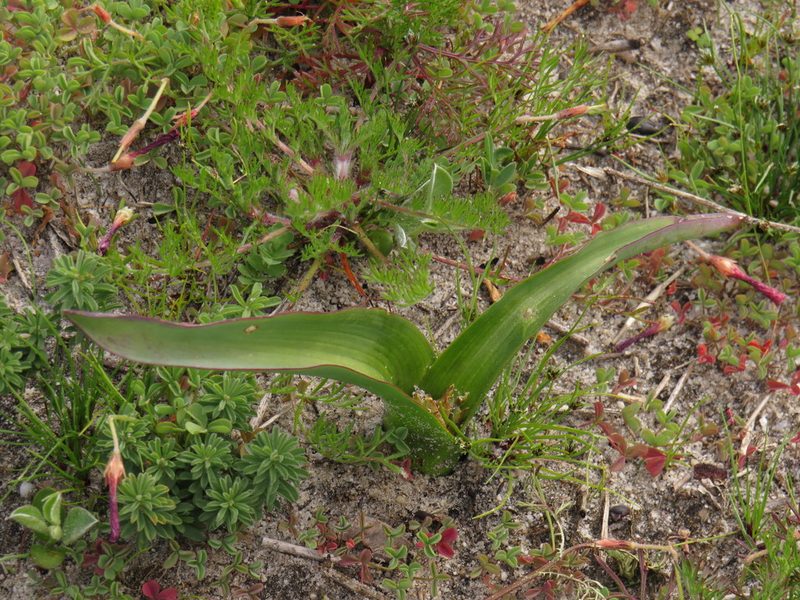Lachenalia reflexa, photographed by Jeremy Gilmore