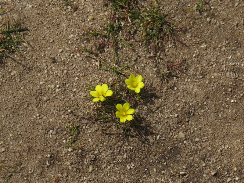 Moraea fugacissima, photographed by Jeremy Gilmore