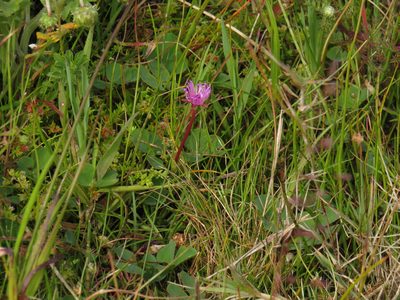 Lampranthus filicaulis, photographed by Jeremy Gilmore