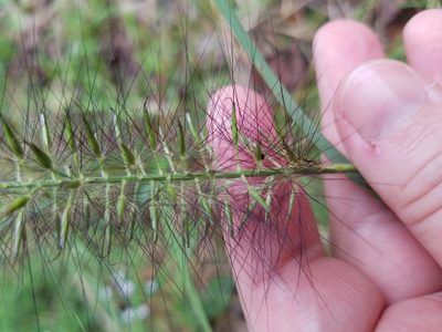 Cenchrus alopecuroides, photographed by Leila Dasher