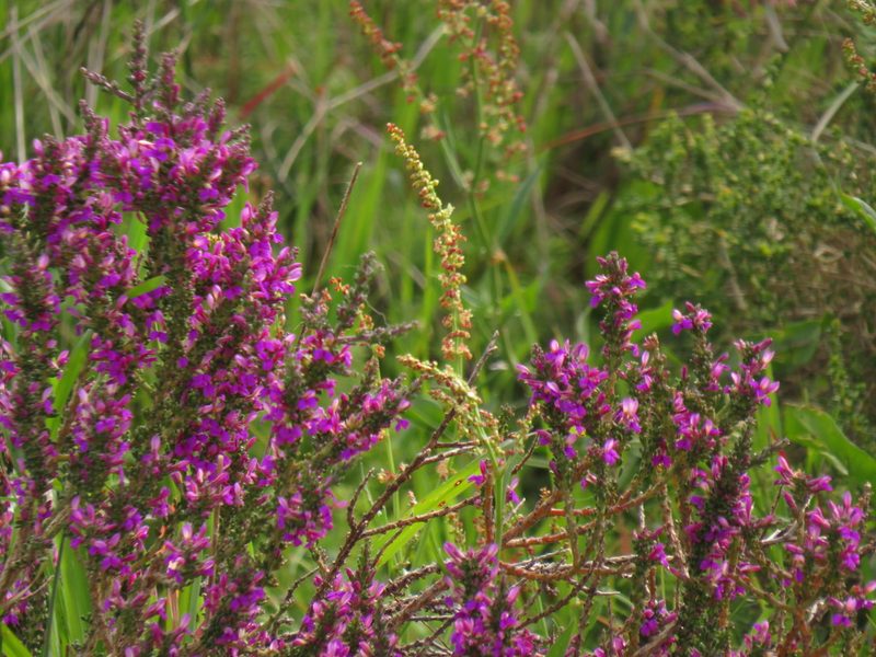 Muraltia macropetala, photographed by Jeremy Gilmore