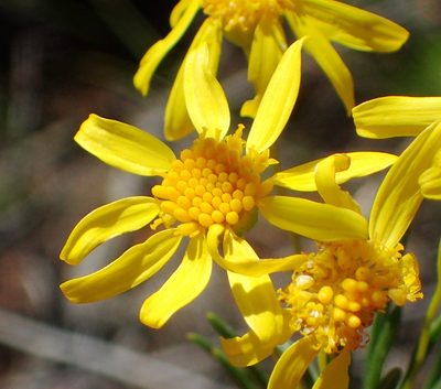 Euryops rehmannii, photographed by Nicola van Berkel