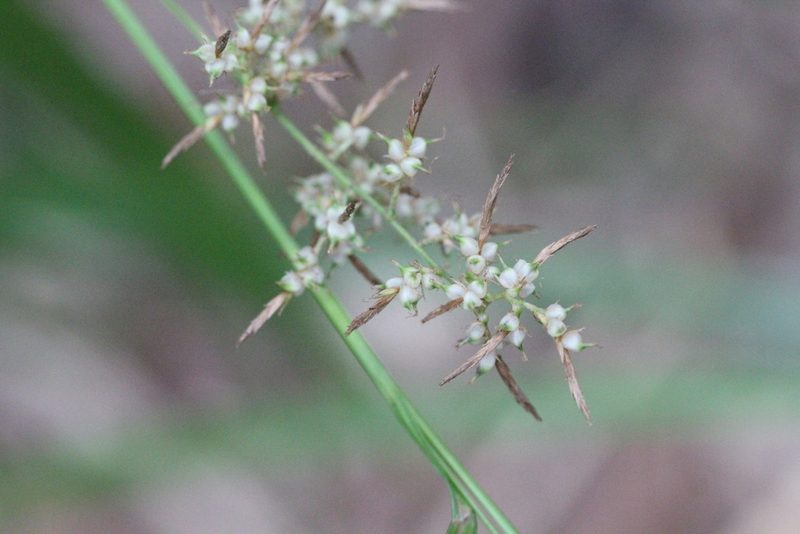Carex cruciata, photographed by Agnes Trekker