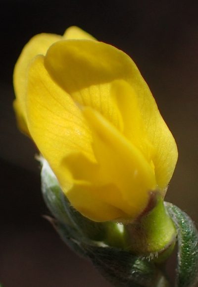 Amphithalea flava, photographed by Nicola van Berkel