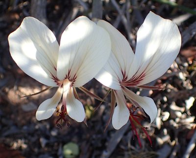 Pelargonium tetragonum, photographed by Nicola van Berkel