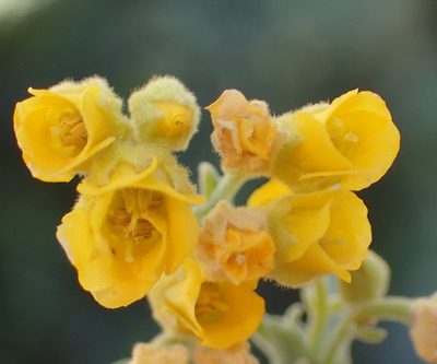 Hermannia holosericea, photographed by Nicola van Berkel
