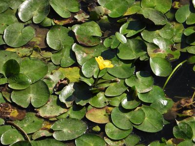 Nymphoides peltata, photographed by Thomas Ebner