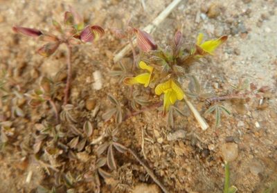 Listia heterophylla, photographed by M Kriek