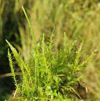 Calliergon cordifolium, photographed by Jonathan Hughes