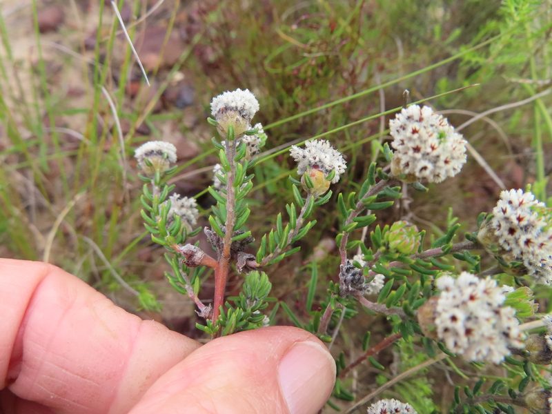 Phylica nigrita, photographed by linkie
