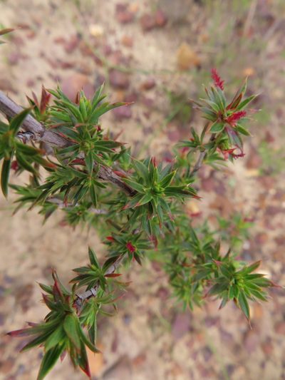 Cliffortia ferricola, photographed by linkie