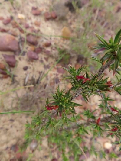 Cliffortia ferricola, photographed by linkie