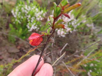 Hermannia angularis, photographed by linkie