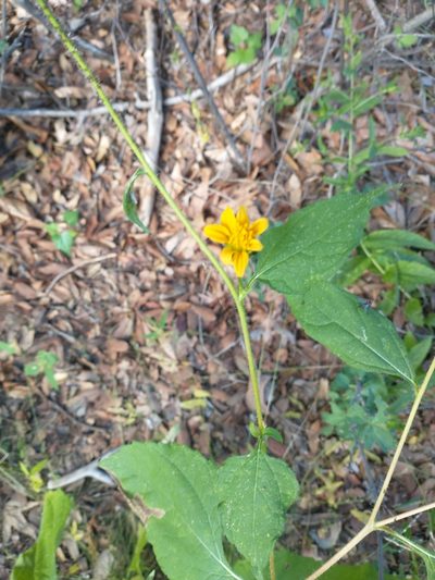 Tithonia thurberi, photographed by Daniel
