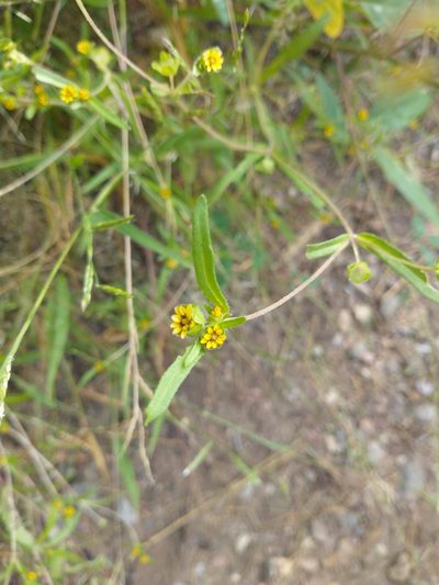 Melampodium strigosum, photographed by Daniel