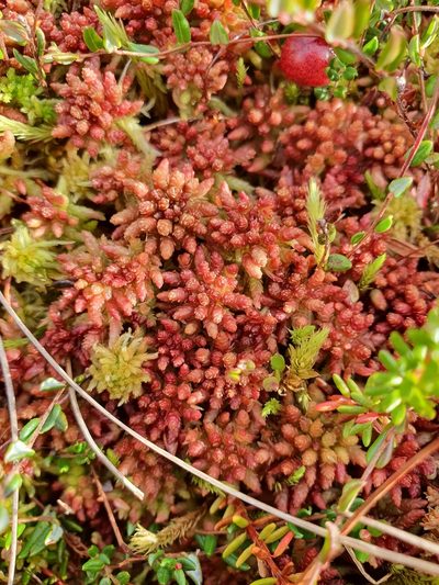 Sphagnum medium, photographed by Jonathan Hughes