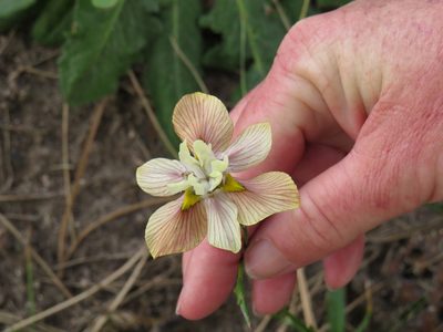 Moraea gawleri, photographed by Jeremy Gilmore