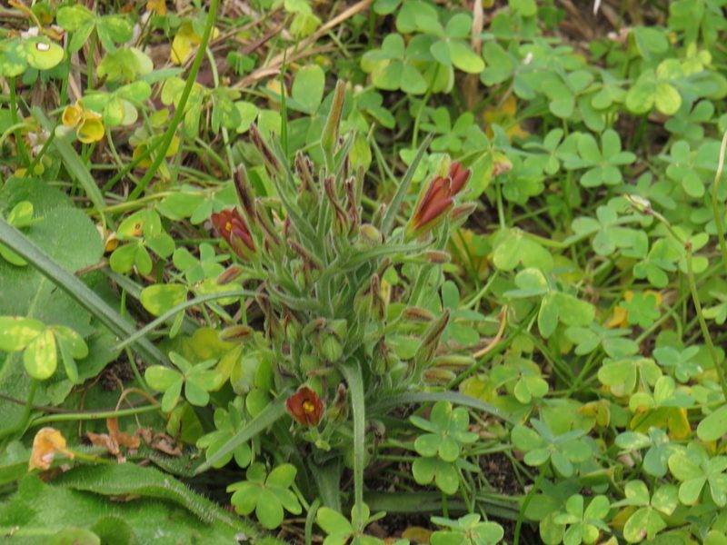Wachendorfia multiflora, photographed by Jeremy Gilmore