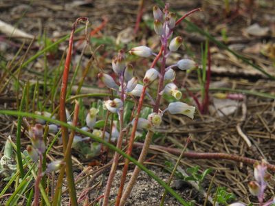 Lachenalia unifolia, photographed by Jeremy Gilmore