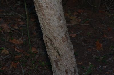 Quercus sinuata, photographed by Michelle W. （鍾偉瑋）