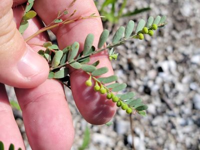 Phyllanthus abnormis, photographed by Jay Horn