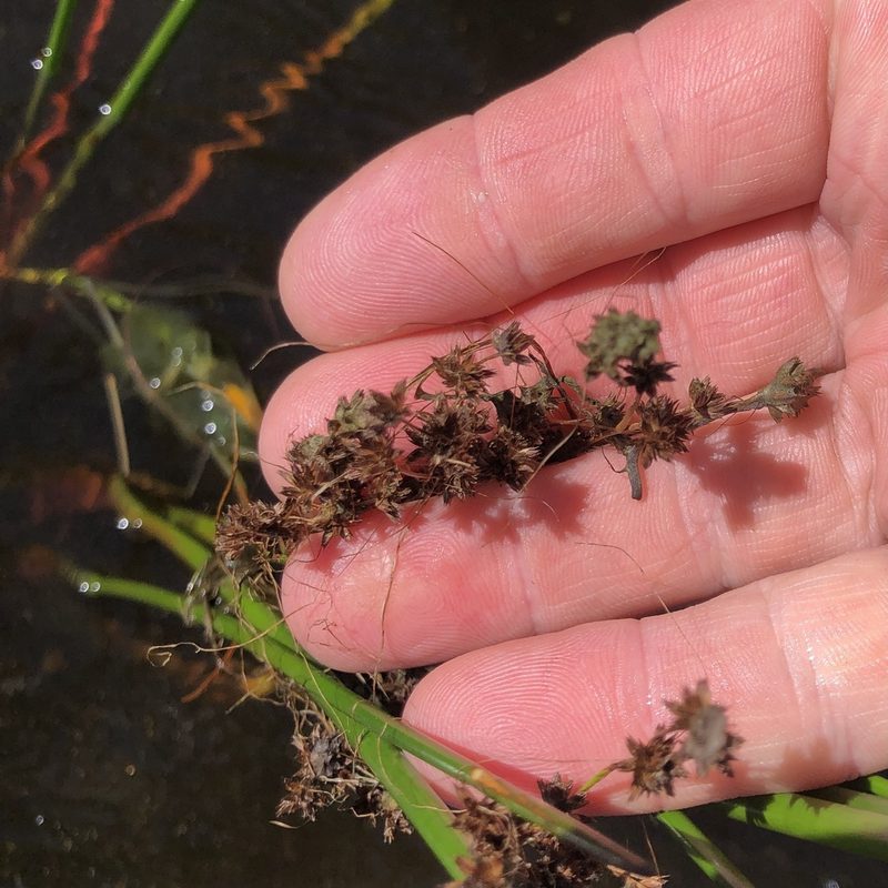 Juncus militaris, photographed by Jamie VanBuskirk