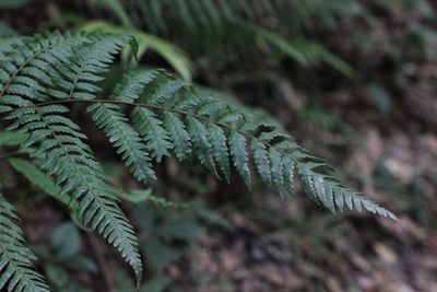 Gymnosphaera metteniana, photographed by Agnes Trekker