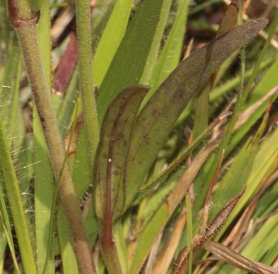 Aspidonepsis diploglossa, photographed by Robert Taylor