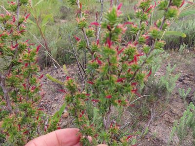 Cliffortia ferricola, photographed by linkie
