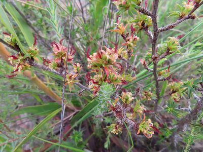 Cliffortia ferricola, photographed by linkie