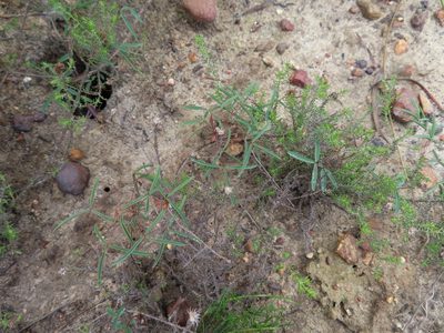 Oxalis duriuscula, photographed by linkie