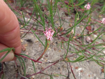 Serruria flagellifolia, photographed by linkie
