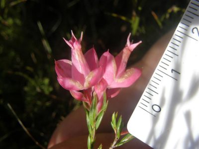 Erica borboniifolia, photographed by Klaus Wehrlin