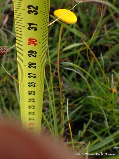 Cotula hispida, photographed by Peter Warren