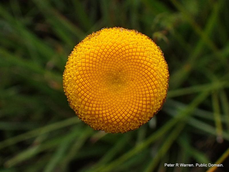Cotula hispida, photographed by Peter Warren